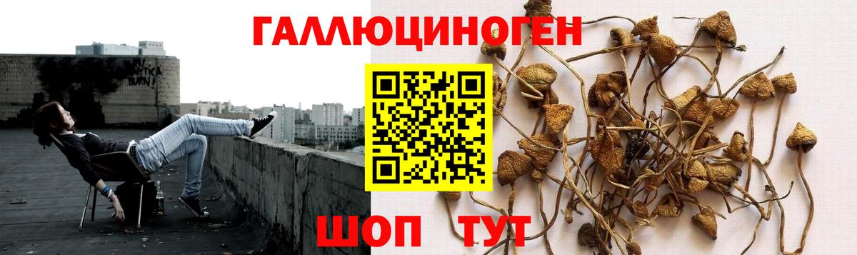 Галлюциногенные грибы Psilocybe  Вход с VPN  Дмитров 